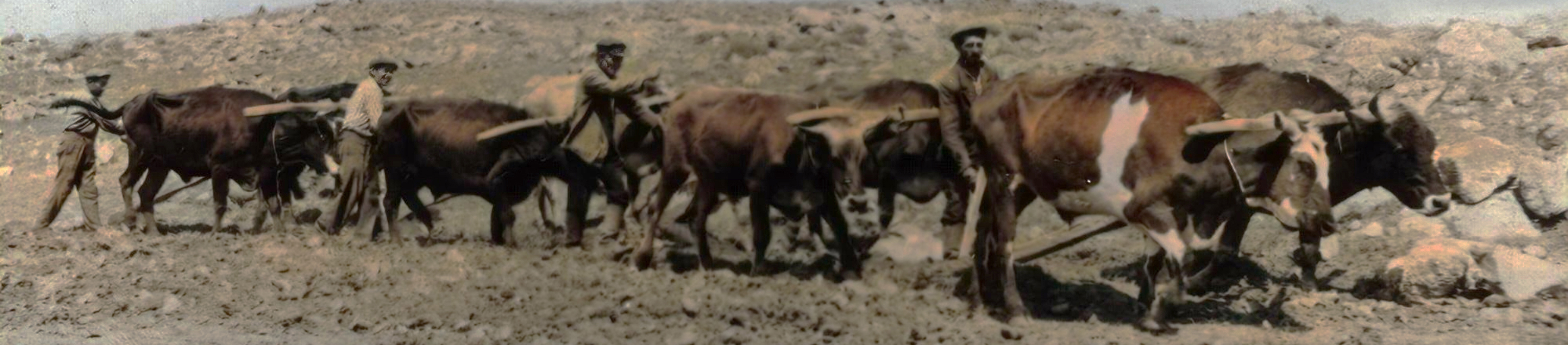 Ազգագրության բաժին